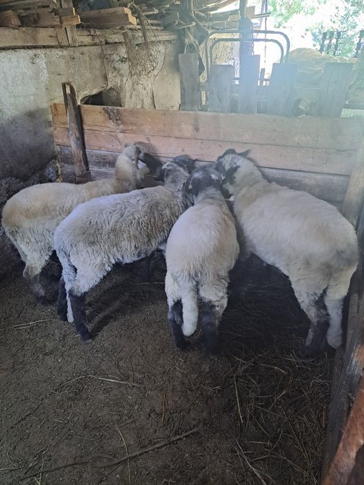 Vând 2 berbecuți castrați
