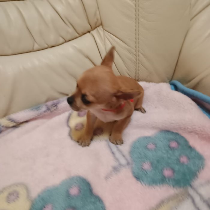 Cățelușa Chihuahua/Ciuaua