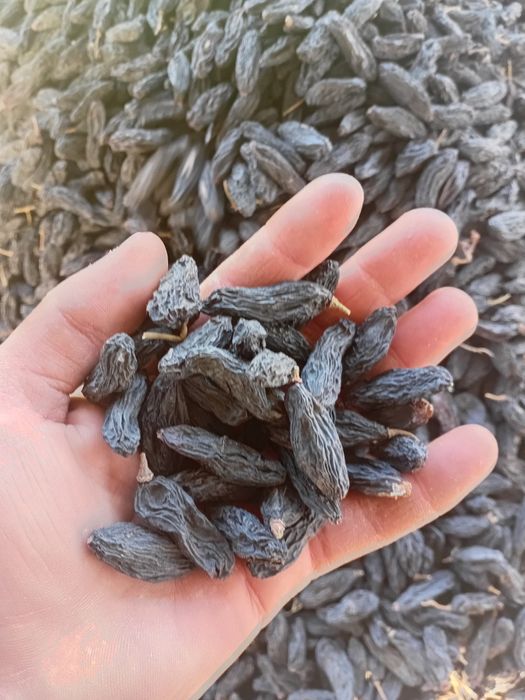 Mayiz.soyaki,kunaki,seppa,gibrit,gigant,xar xil turdagi mayiz sotiladi