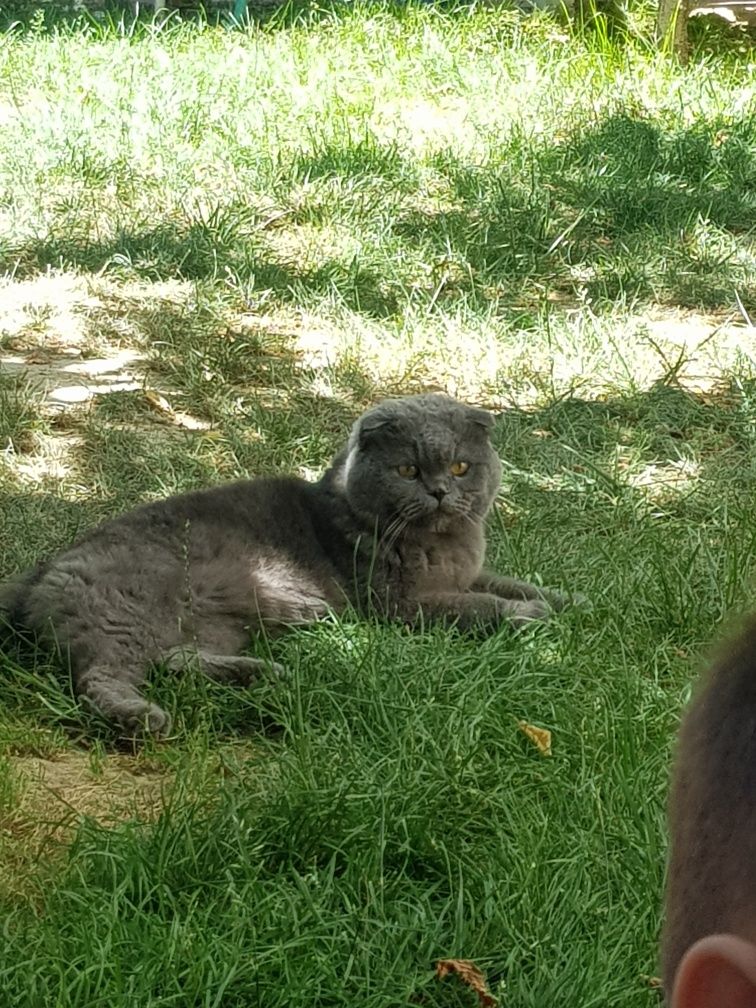 Потерялся Котттт!