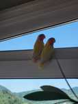 2 perechi de agapornis