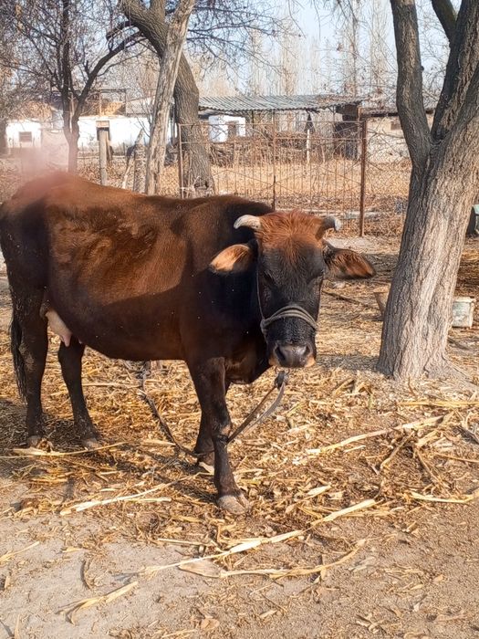 Yolgʻiz sigir sotiladi 6-7 litr suti bor