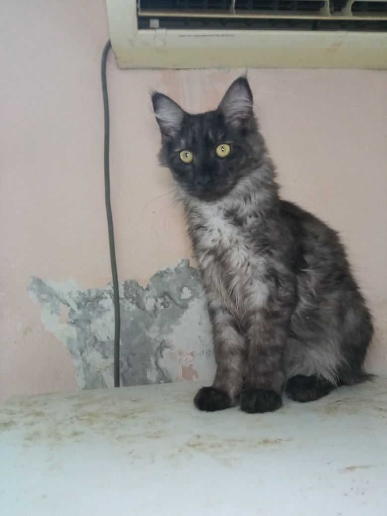 Продам котика Мейн--куна в хорошие руки