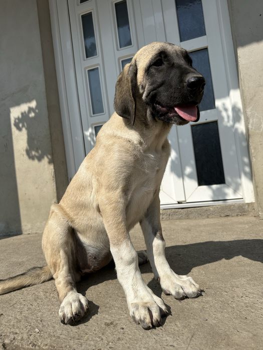 Femela kangal disponibila varsta 4.5 luni
