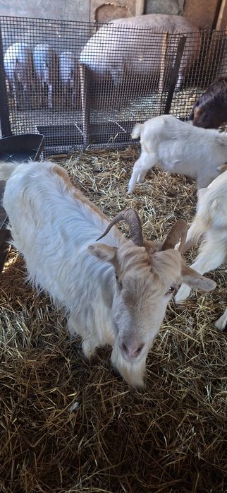 Vând capre gestație