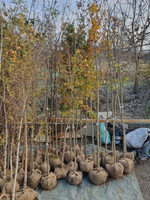 Leylandi, Mesteacan, tei argintiu, artar verde, stejar verde