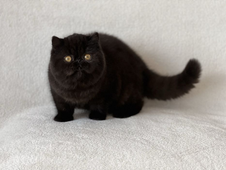 Елитно плюшено черно екзотично късокосместо коте