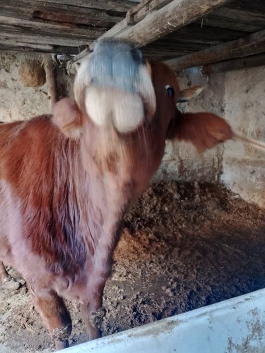 Sigir sotiladi yeyish ichishi yaxshi