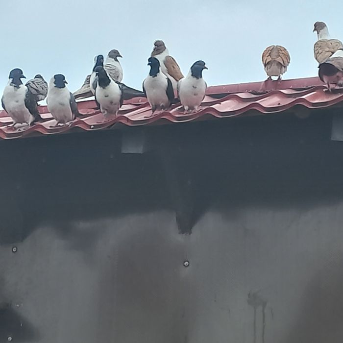 Vand porumbei straseri