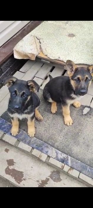 Продам щенков овчарки