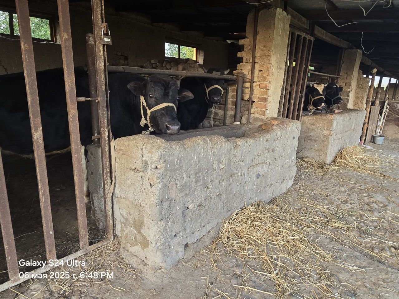 Ferma sotiladi   ( 1,25 Ga)   Juma bozorda Продается Ферма