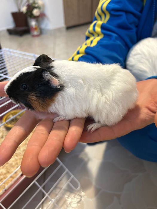 Porcușori de Guineea