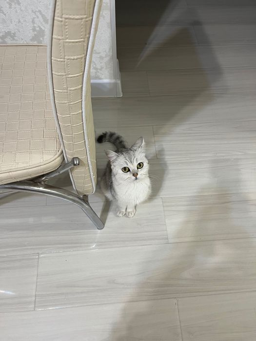 Отдам кота бесплатно