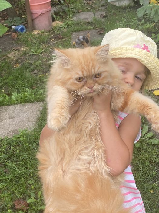 Persana dollface superb motanel