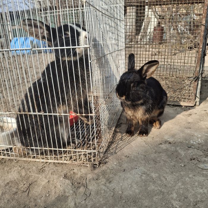 Декаративный кролики