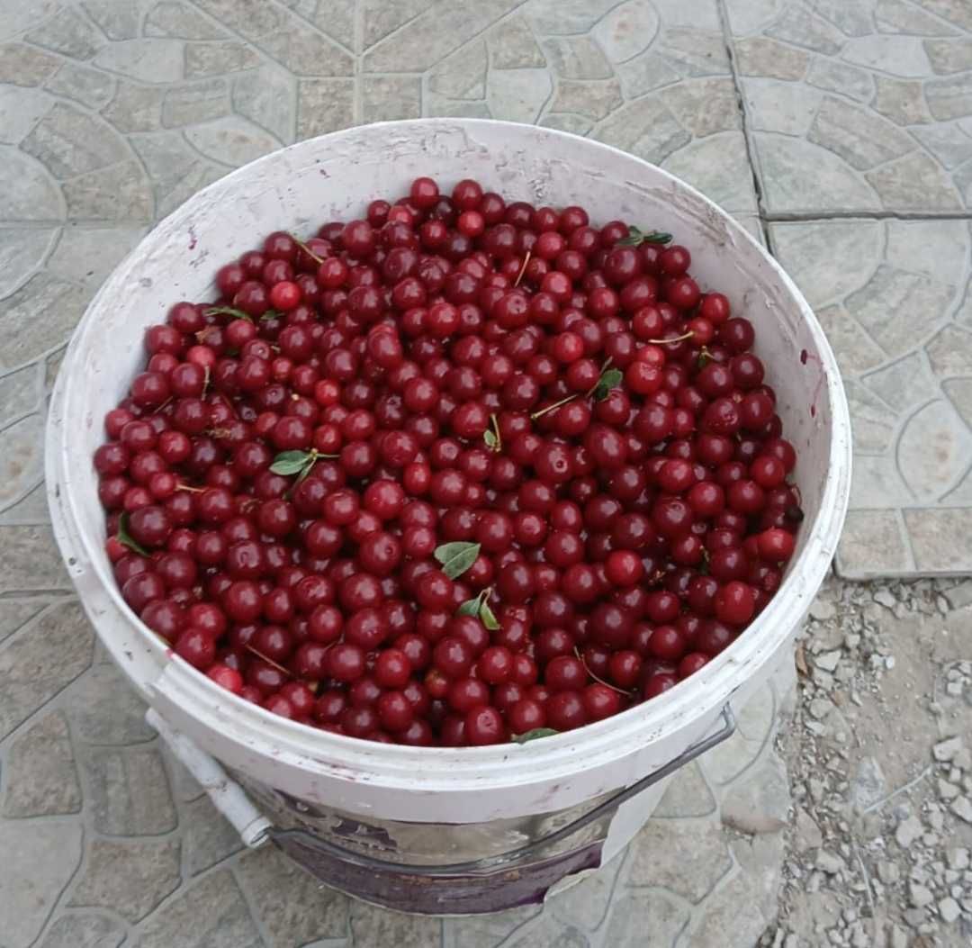 Продается вишня местная