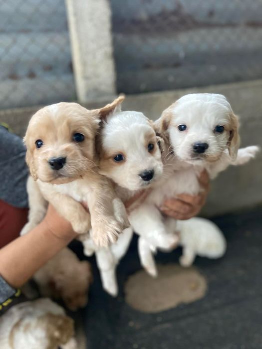 Продават се малки кокери