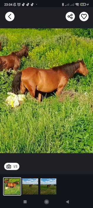 Продам кобылу...