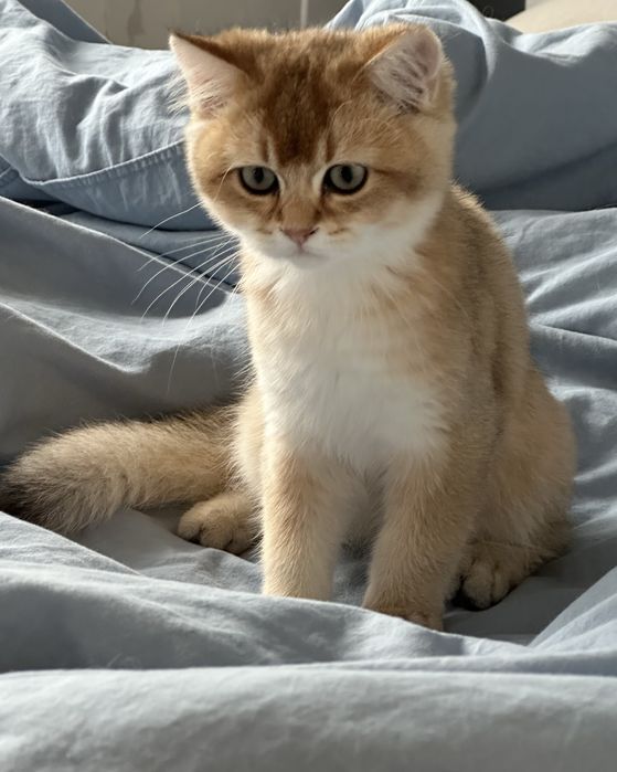 Baietel british shorthair golden chinchilla superb ! Pedigree WCF !