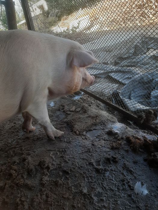 Поросята мяса оптом 10 месяцев , вес 80/90кг