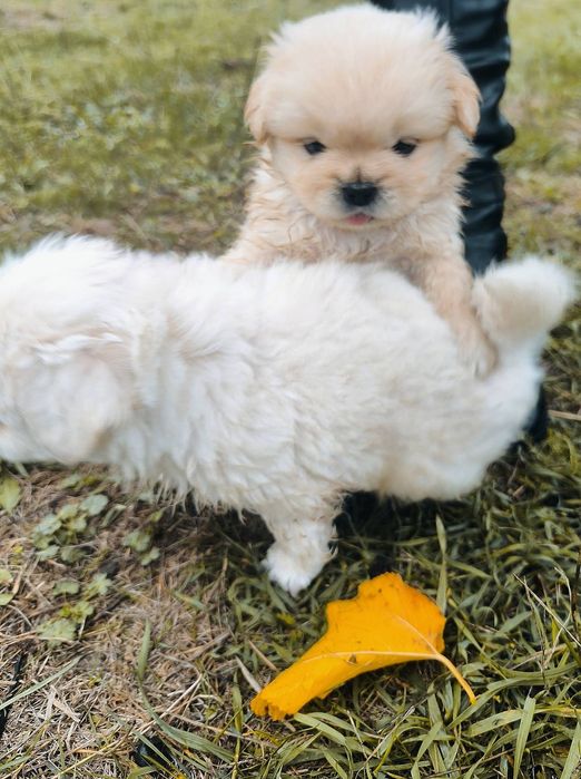 Пухкави ангелчета