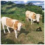 Vaca de vanzare cu vitea