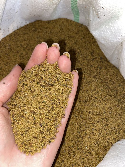 Sămânță de lucernă
