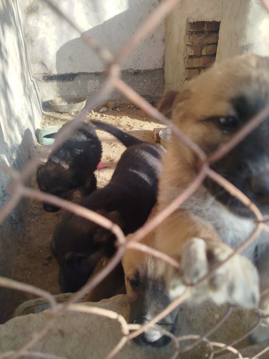 Продаются немецкие щенки