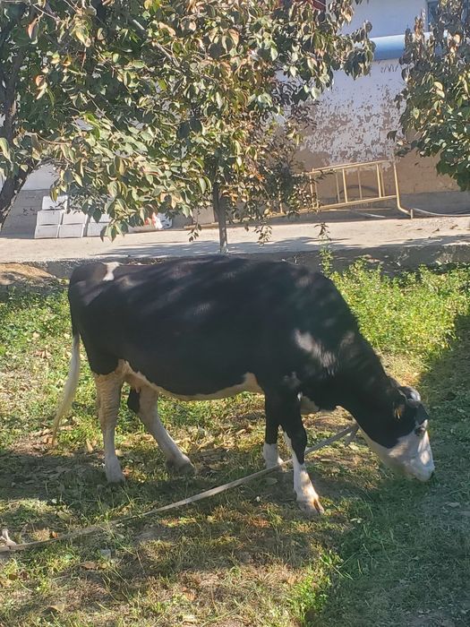 gallanskiy sigir zota toza 25mln