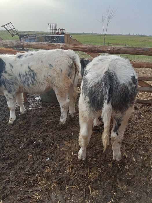 Vând viței 10 bucăți