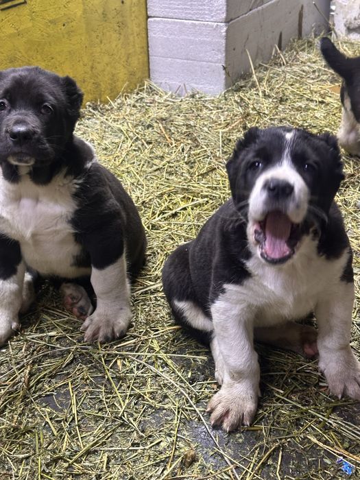 Алабай щенки (тобет, волкодав)