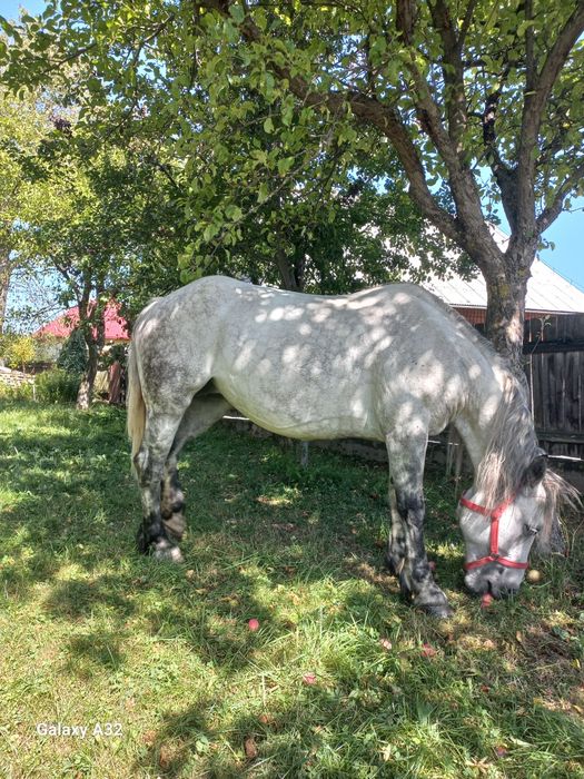 Vand sau schimb cu auto sau vitei armasar de 3 ani ,cai si iepe