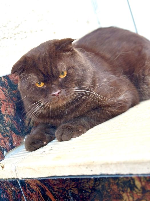 Scottish fold choko oʻgil bola 1 yoshdan oshgan