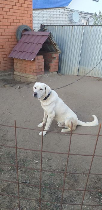 Продам Собаку на добрые руки