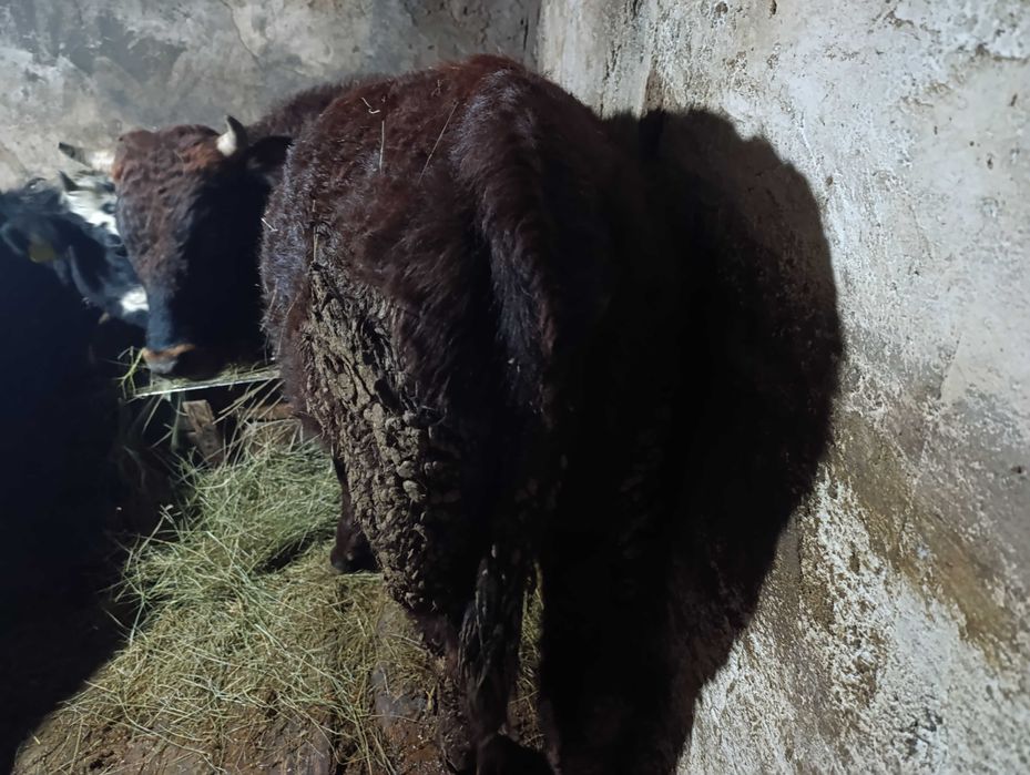 Продам быка на мясо