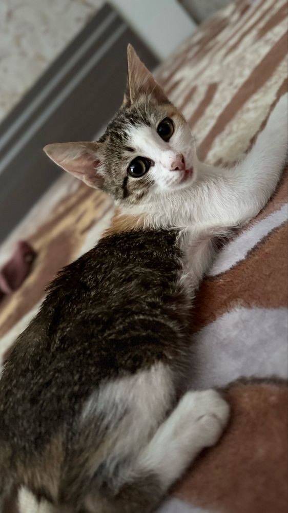 Котенок девочка 2 месяца
