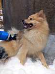 Vand Pomeranian vulpe