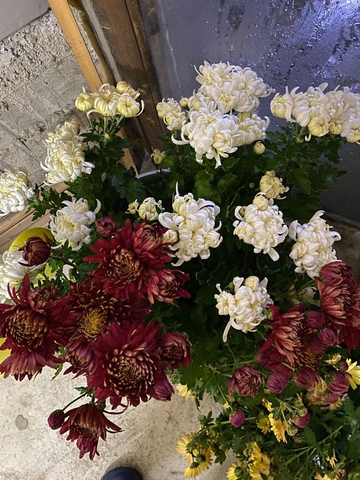 Букеты свежий срез ХРИЗАНТЕМ ДОМАШНИХ