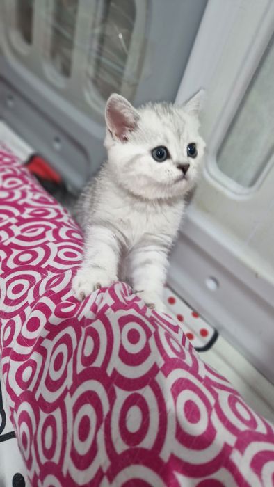 Мушук зотдор  кошка  котёнок