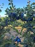 Prune Stanley in stare proaspata
