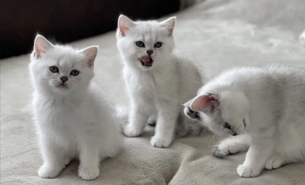 Британские шиншиллы серебро