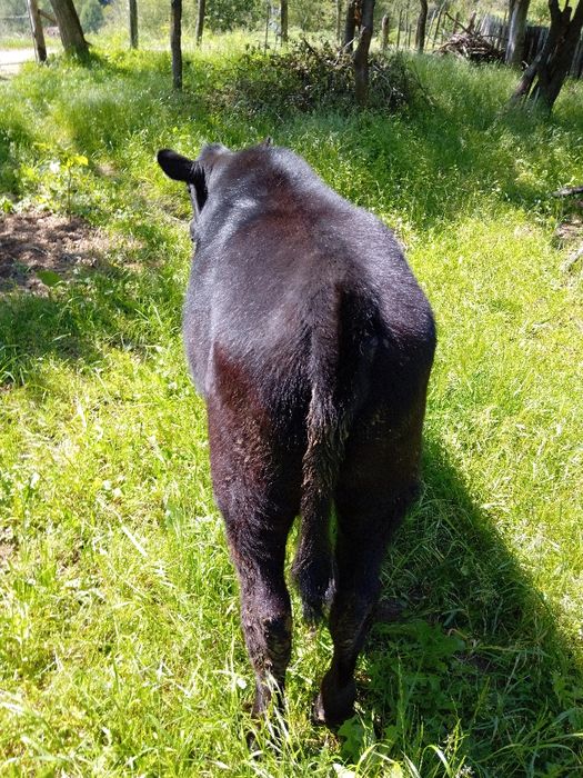 Vitea Angus vârsta 4 luni