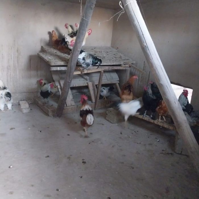 Продаю петухов 40 штук жирные