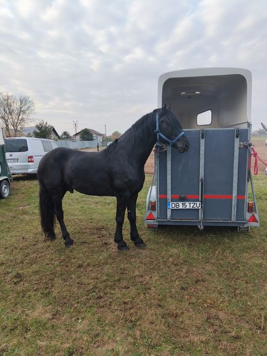 Armăsar metiși de frizian