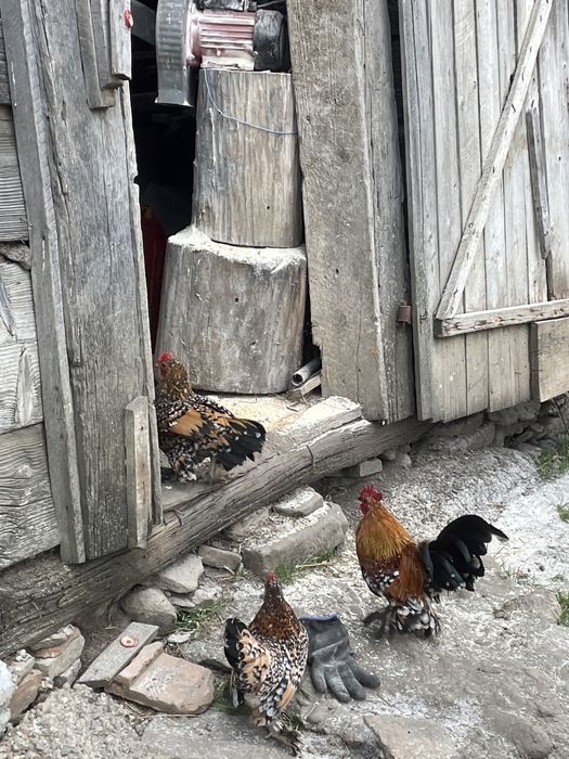 Vând găinușe mii de flori