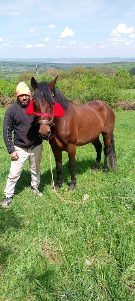 Vând mânză de 3 ani blândă și curată crescută de mine Dela 6 luni gara