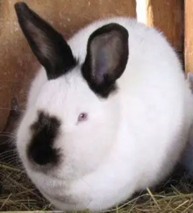 Iepuri californieni rasa mare