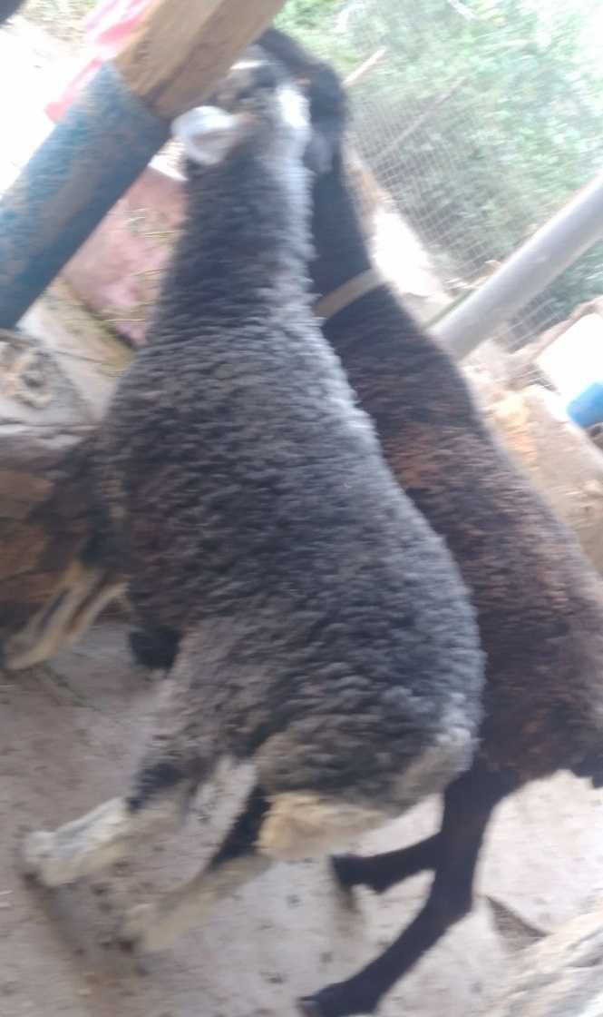 Zotli Arzon Ona bola Qoy sotiladi