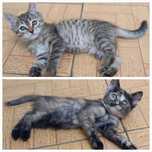 Отдам бесплатно котят