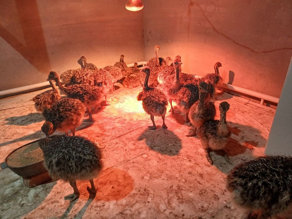 Страус,туякуш,острич,tuyaqush,straus,ostrich наслдор Африка туякушлари